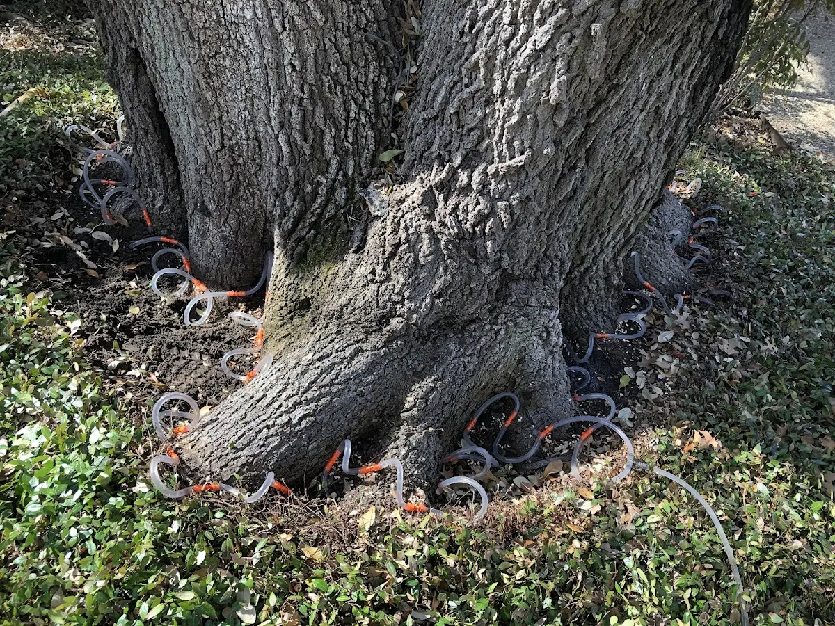 Detailed Shrub and Hedge Trimming job site in Blue Gap