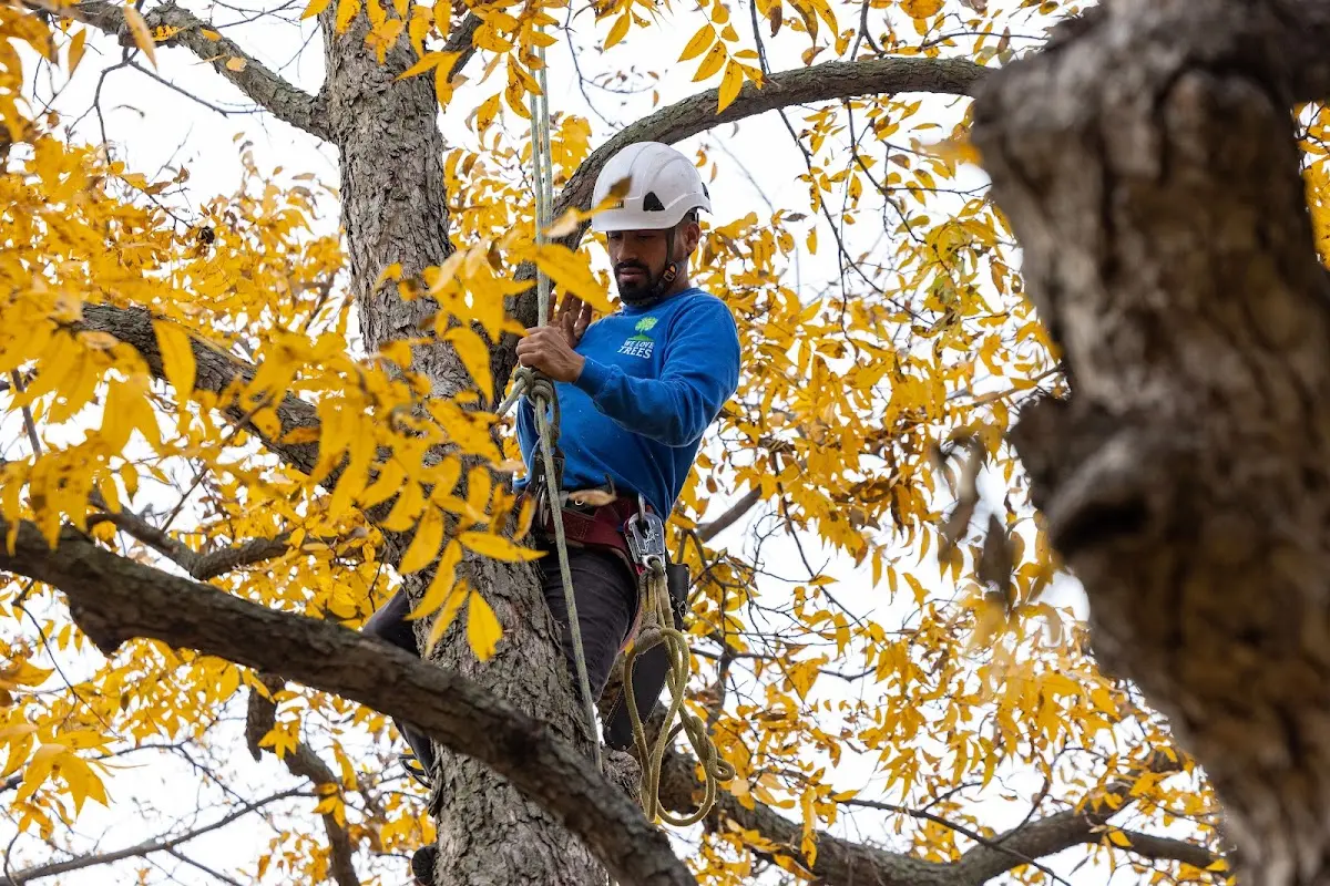 Skilled Storm Damage Cleanup crew working in Blue Gap